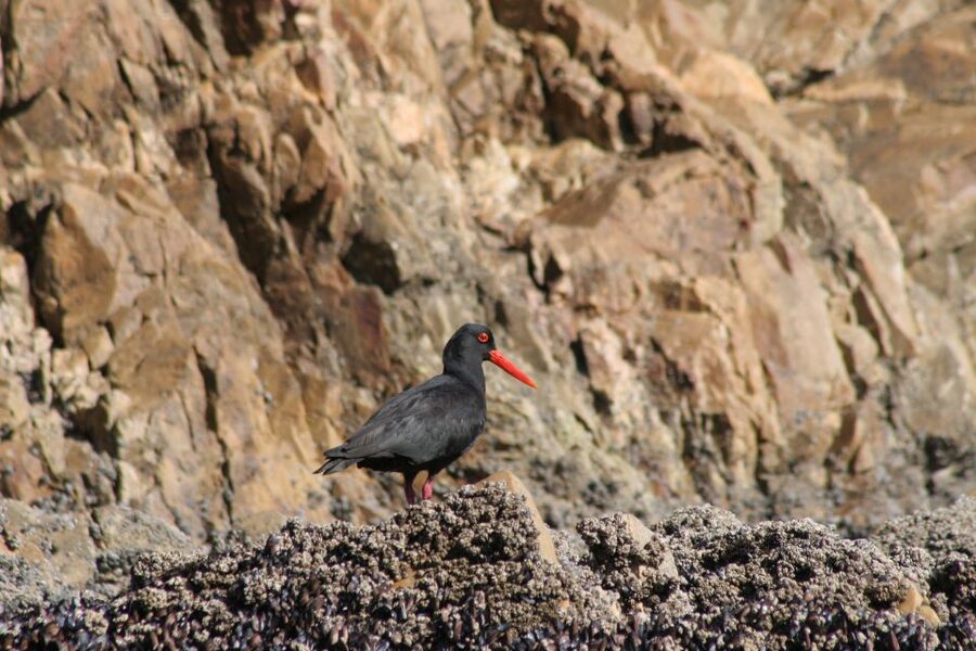Knysna Heads and Estuary Adventure - The Estuary’s Wildlife Angle: Birdlife, Vegetation, and Seals