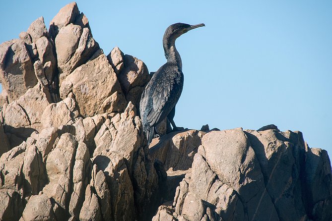 Knysna Heads & Lagoon Adventure Tour - Why a 45-Minute Heads and Lagoon Cruise Works So Well