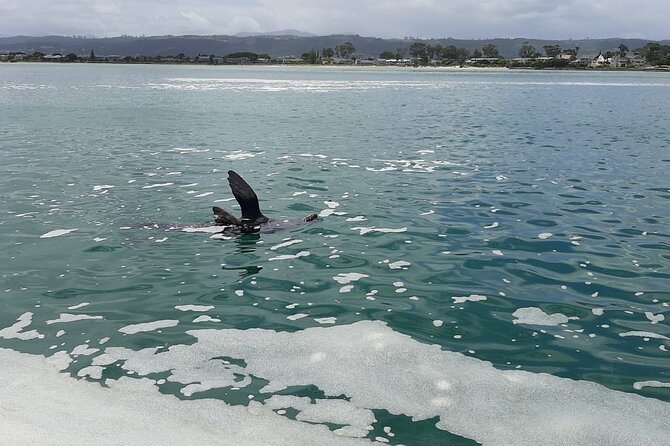 Knysna Lagoon Boat Cruises - Who This Cruise Fits Best