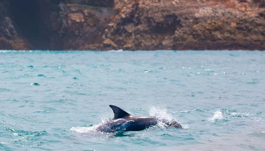 Knysna: Luxury Sunset Cruise with Captain's Barbeque - Value for Money: Is This Worth $111 Per Person?