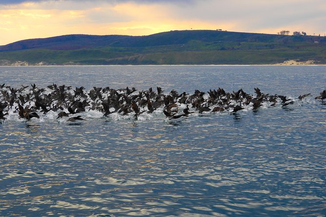 Knysna Marine Life & Garden Route Coastline Experience - Knysna Heads passage: the moment the scenery flips