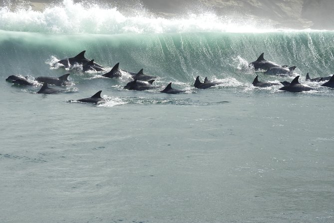Knysna Marine Life & Garden Route Coastline Experience - The boat ride reality: speed, swell, and what to wear
