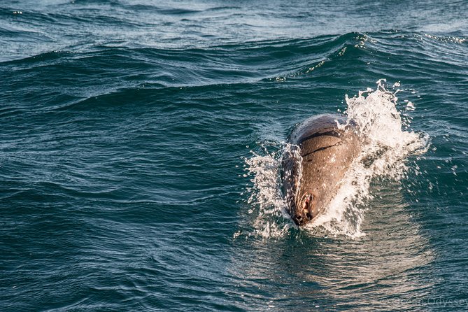 Knysna Marine Life & Garden Route Coastline Experience - Meeting point and flow: how the 90 minutes tends to work