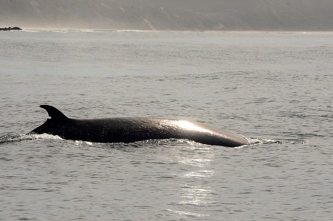 Knysna Marine Life & Garden Route Coastline Experience - Who this cruise fits best (and who should rethink it)