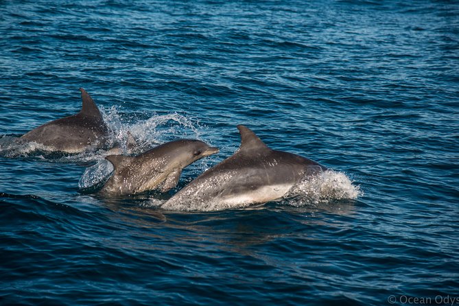 Knysna Marine Life & Garden Route Coastline Experience - Brenton-on-Sea and Buffalo Bay: why you go beyond the lagoon