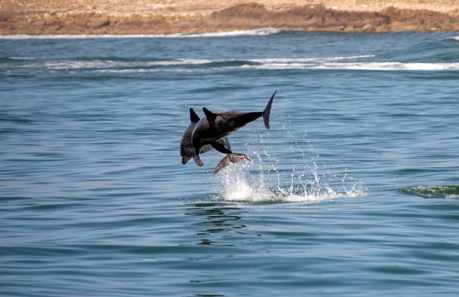 Knysna: Marine Life & Garden Route Coastline Tour - Getting On Board at Thesen Harbour, Odyssey Cafe THESEN Island, and the Ocean Odyssey Office
