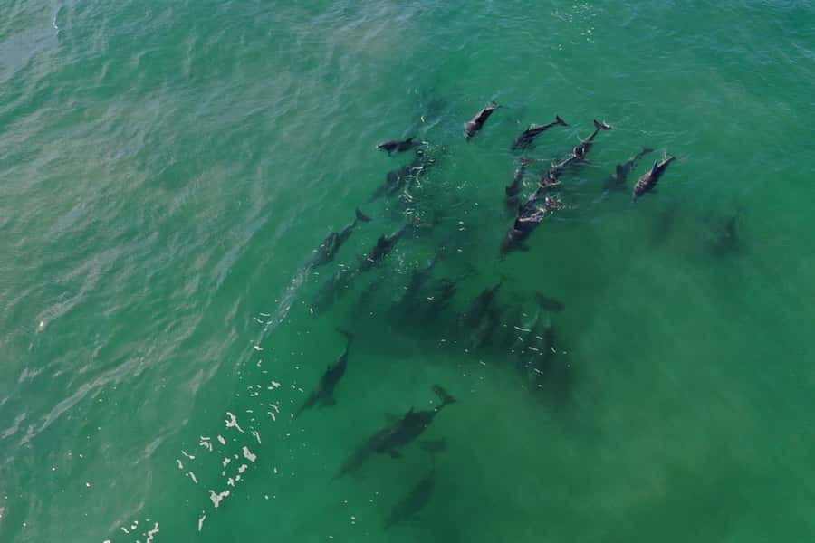 Knysna: Marine Life & Garden Route Coastline Tour - Beyond the Knysna Heads toward the Indian Ocean for dolphins, seals, penguins, and Bryde’s whales