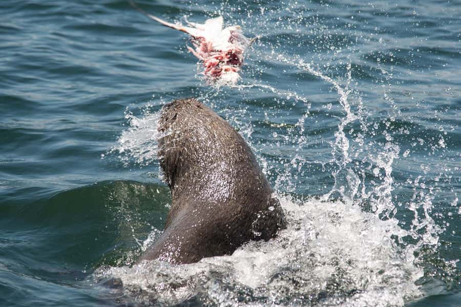 Knysna: Marine Life & Garden Route Coastline Tour - Packing list that actually helps, plus what the boat allows