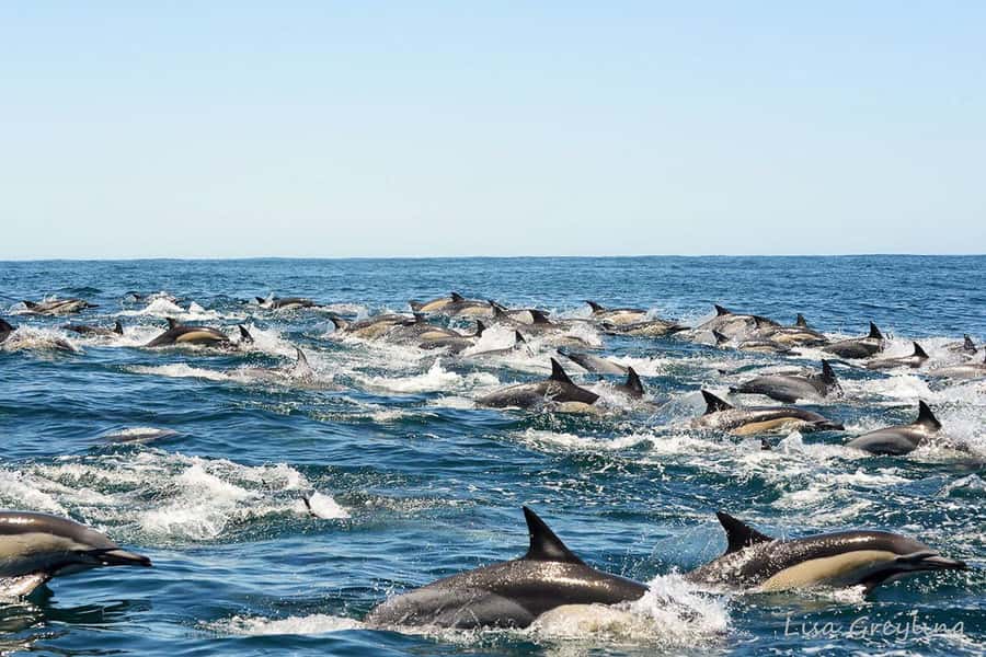 Knysna: Marine Life & Garden Route Coastline Tour - Weather reality, minimum passenger requirement, and how to handle last-minute changes