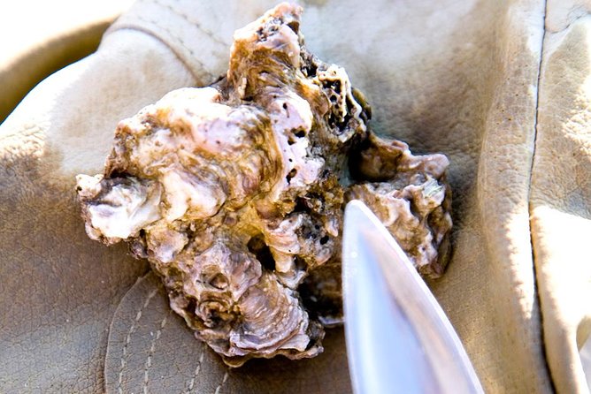 Knysna Oyster Tour - Group size, attention, and what that means for comfort