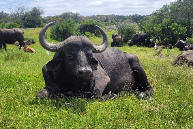 Kragga Kamma Game Drive and Scenic Coastal Tour in Port Elizabeth - Key things to know before you go