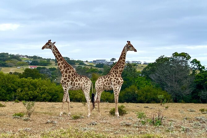 Kragga Kamma Game Drive and Scenic Coastal Tour in Port Elizabeth - The Big Five angle: what it means when you are hunting three of them