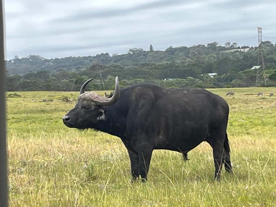 KRAGGA KAMMA GAME PARK - Key highlights at a glance