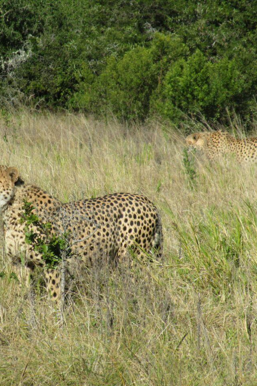Kragga Kamma Game Park - Should you book this game drive?