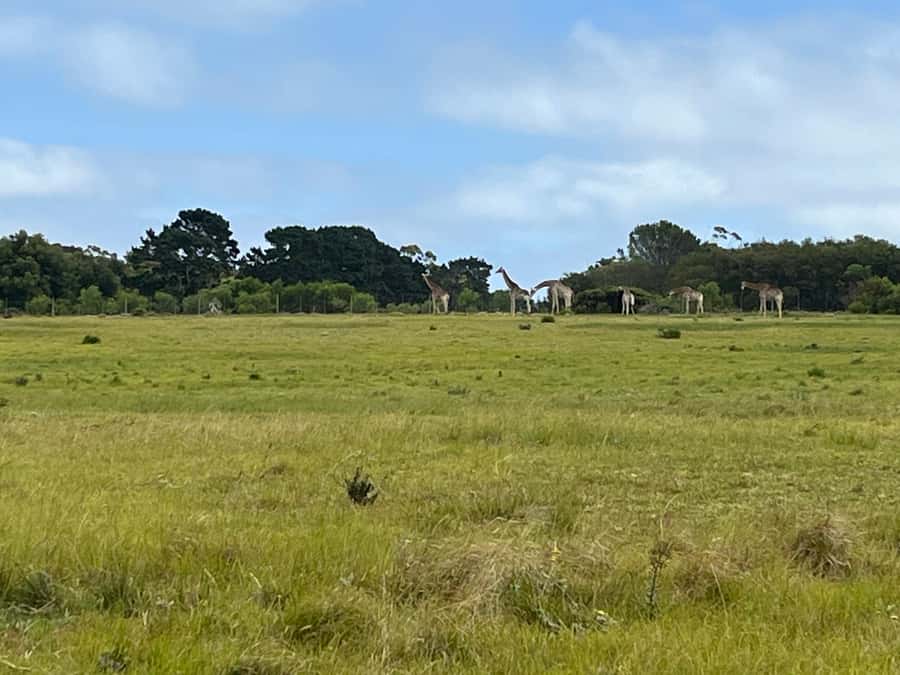 KRAGGA KAMMA GAME PARK - Kragga Kamma in 3 Hours: A Fast Wildlife Fix Near Port Elizabeth