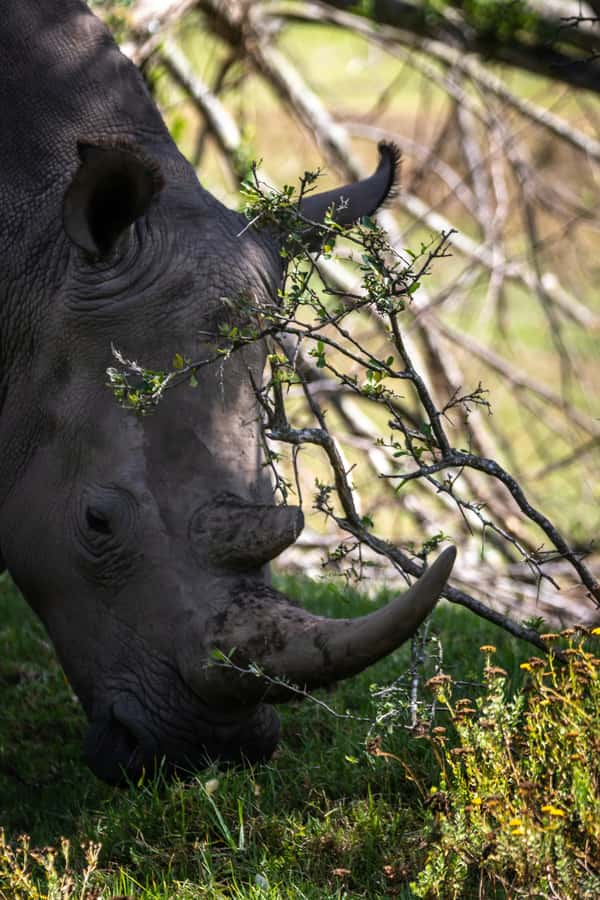 KRAGGA KAMMA GAME PARK - Coastal Forest and Grassland: Why the Habitat Matters