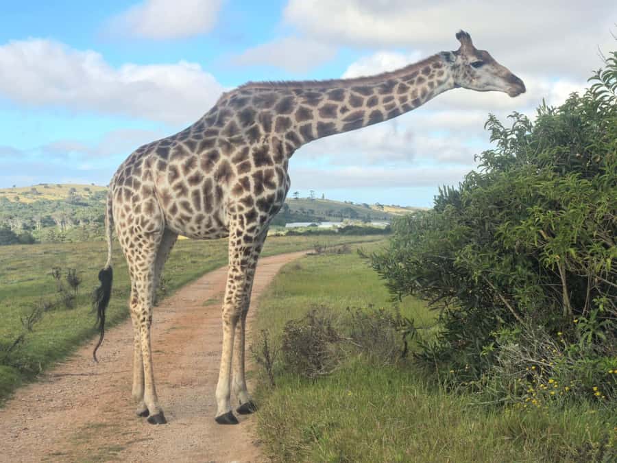 Kragga Kamma Game Park 4x4 & BBQ LUNCH - Key highlights worth planning around