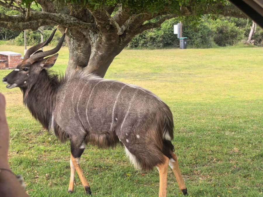 Kragga Kamma Game Park 4x4 & BBQ LUNCH - Animals you can realistically expect at Kragga Kamma