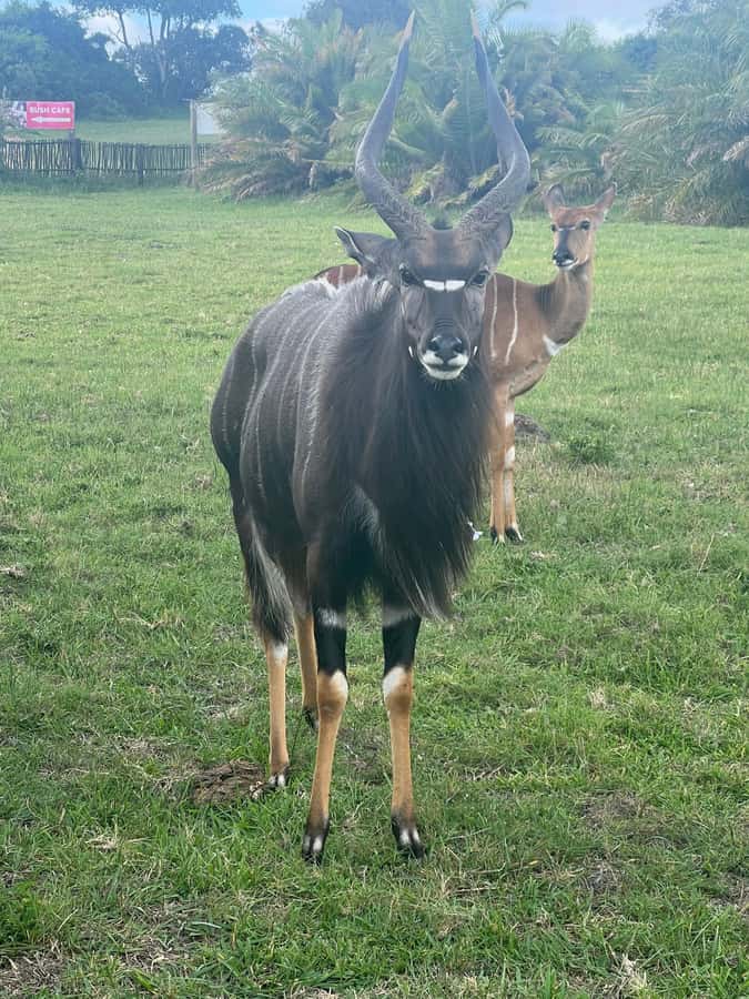 Kragga Kamma Game Park 4x4 & BBQ LUNCH - Timing and pacing: does a 5-hour safari feel short?