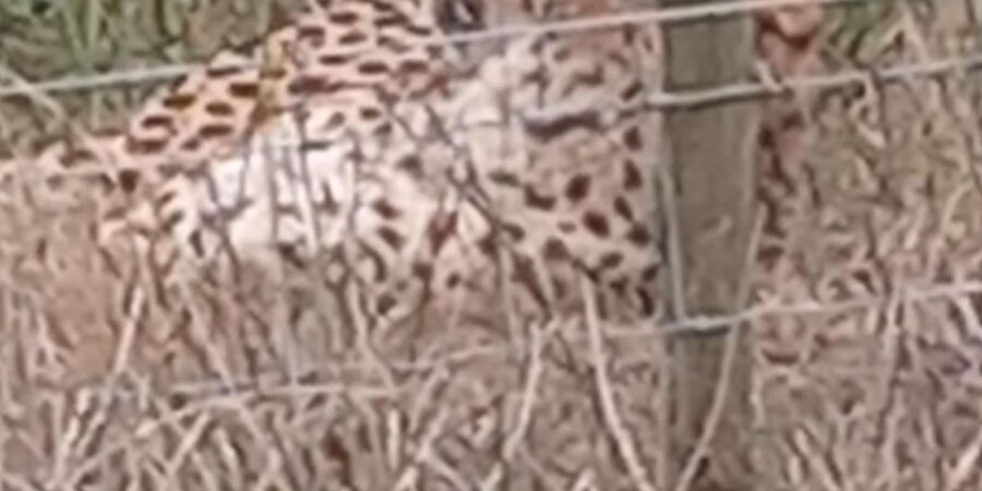 KRAGGA KAMMA GAME PARK - Photo Opportunities: Closer Viewing Without the Chaos