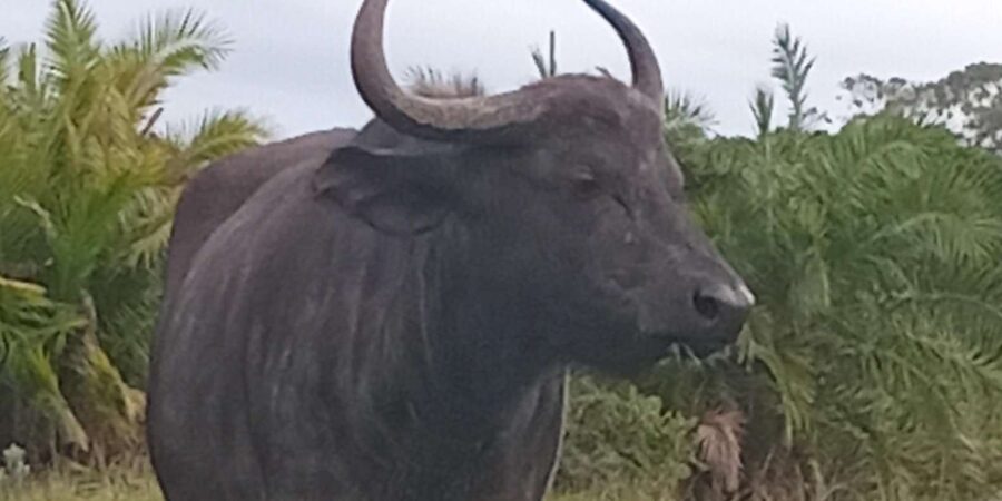 Kragga Kamma Game Park - Timing hiccups and the vehicle comfort factor