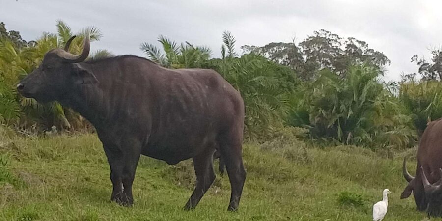 Kragga Kamma Game Park - Wildlife viewing tips for a compact park