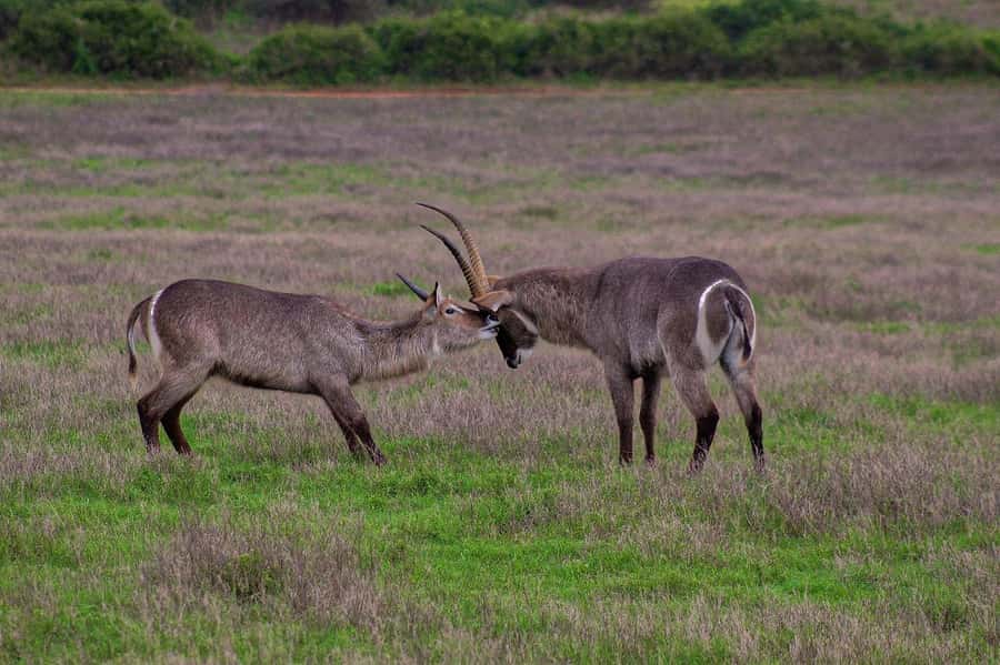 Kragga Kamma Game Park - Who should book Kragga Kamma and who might skip it