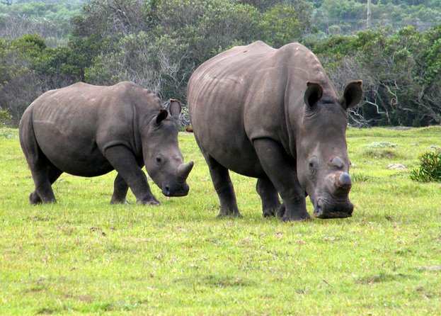 Kragga Kamma Game Park from Port Elizabeth - Key highlights you will feel right away