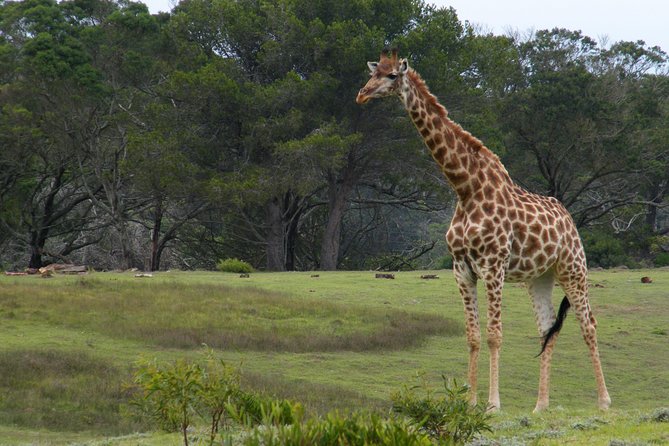 Kragga Kamma Game Park from Port Elizabeth - Why Kragga Kamma works for a tight Port Elizabeth schedule