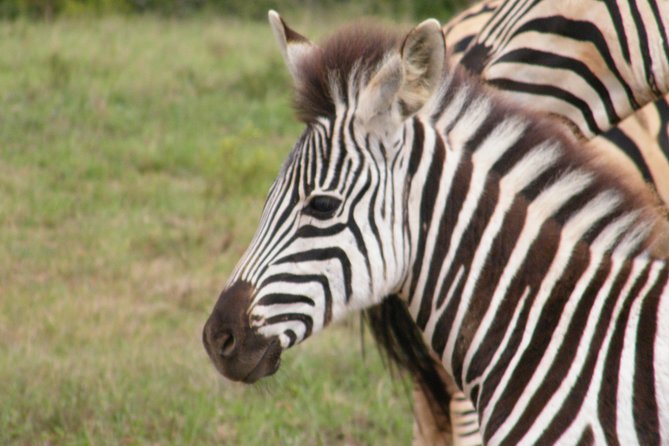 Kragga Kamma Game Park from Port Elizabeth - Your ranger matters: what great guiding looks like