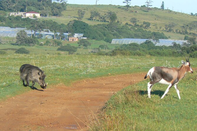 Kragga Kamma Game Park from Port Elizabeth - Timing, weather, and what to expect from a 2 to 4 hour outing