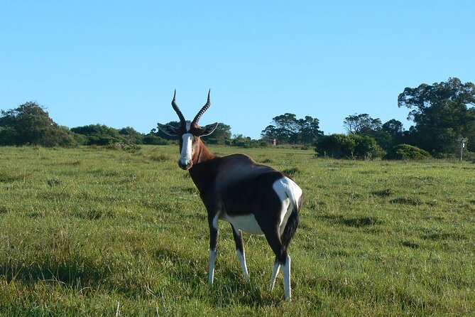 Kragga Kamma Game Park from Port Elizabeth - Price and value: what $80.46 covers, and what you’ll want to add