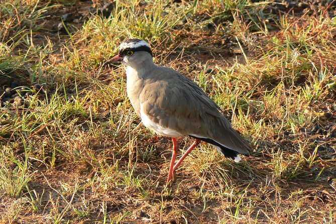 Kragga Kamma Game Park from Port Elizabeth - Who should book this safari, and who might want another plan