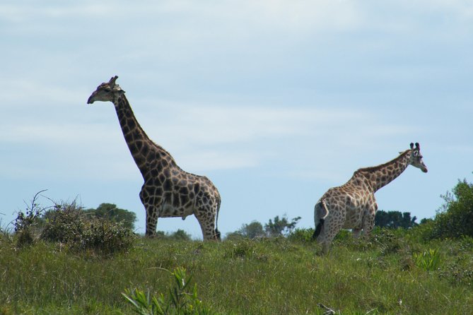 Kragga Kamma Game Park from Port Elizabeth - Should you book Kragga Kamma Game Park from Port Elizabeth?