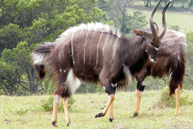Kragga Kamma Game Park from Port Elizabeth - Getting there: pickup, small group, and a smooth start