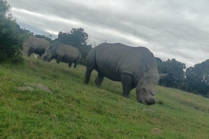Kragga Kamma Game Park Safari Guided Tour in Port Elizabeth - Key highlights before you go