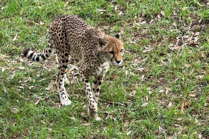 Kragga Kamma Game Park Safari Guided Tour in Port Elizabeth - What you’ll do inside Kragga Kamma Game Park