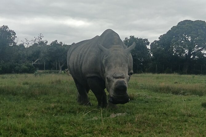 Kragga Kamma Game Park Safari Guided Tour in Port Elizabeth - Comfort and logistics that keep the day from getting annoying