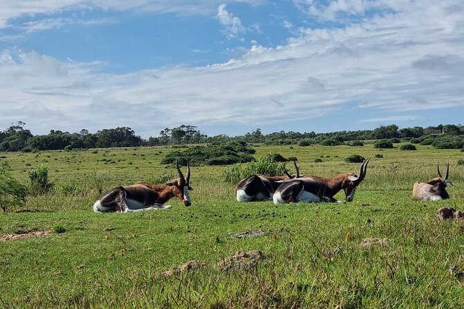 Kragga Kamma Game Park Safari Guided Tour in Port Elizabeth - Why Carlin’s guide style matters for your wildlife viewing