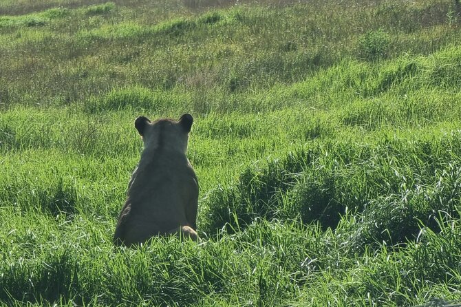 Kragga Kamma Game Park Safari Guided Tour in Port Elizabeth - Price and value: is $63.42 a fair deal?