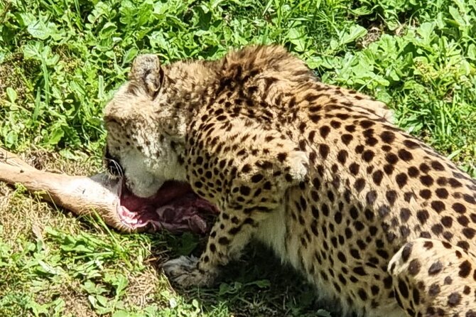 Kragga Kamma Game Park Safari Guided Tour in Port Elizabeth - What to pack and how to set yourself up for better sightings