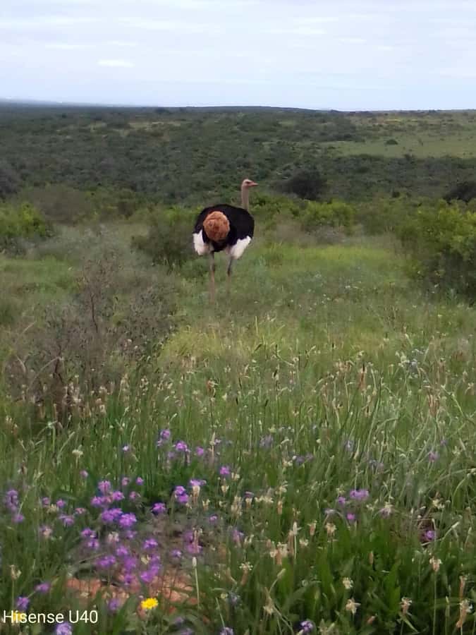 Kragga Kamma Safaris And Shore Excursions - Key things I’d watch for