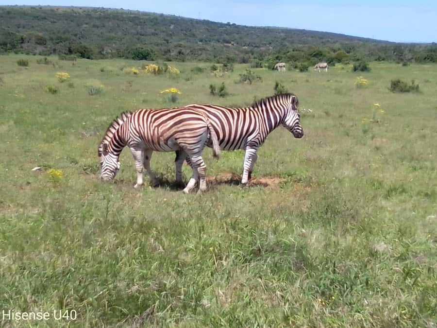 Kragga Kamma Safaris And Shore Excursions - Entering Kragga Kamma Game Park: animals without fences