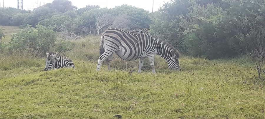 Kragga Kamma Safaris And Shore Excursions - Getting there quickly, and what that means for your sightings