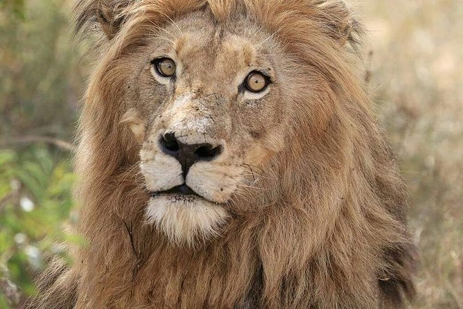 Kruger Lion Expedition with the Little Lionman Steve Kelly - Why Steven Kelly’s Approach Matters in Kruger