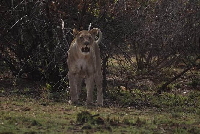 Kruger Lion Expedition with the Little Lionman Steve Kelly - Berg en Dal: Final Camp, Big Five Chances, and Final Night Drive