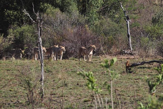 Kruger Lion Expedition with the Little Lionman Steve Kelly - Morning Game Drive Back in the Park, Then the Return to Johannesburg