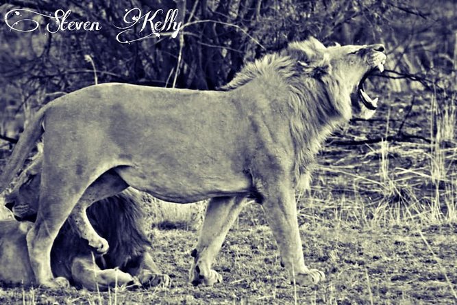 Kruger Lion Expedition with the Little Lionman Steve Kelly - Skukuza Rest Camp Day One: Check-In, Swim, and Dinner