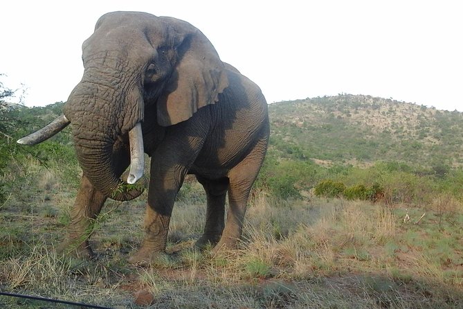 Kruger National Park 2 Days 1 Night Magical Safari from Johannesburg Private - Johannesburg to Kruger via Panoroma: the road trip part that actually matters