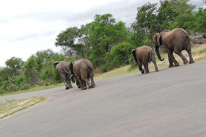 Kruger National Park 2 Days 1 Night Magical Safari from Johannesburg Private - The guides matter more than you think (and names come up often)